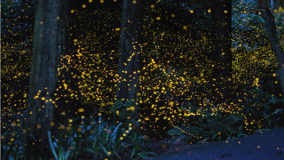 An incredible, time-lapse vision of fireflies in the wild